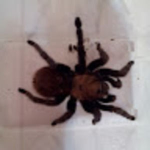 Meet your Posher, Anna